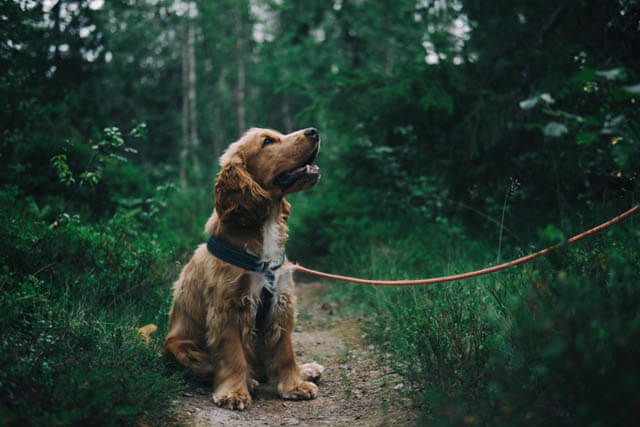 13 TIPS FOR FEARFUL FIDO's WALKING