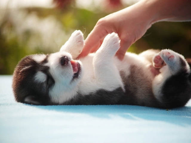 PUPPY TRAINING TIPS