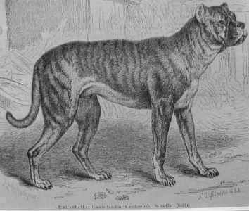 Extinct Dog Breeds