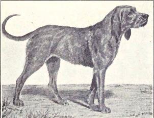 Chien Gris - Extinct Dog Breeds