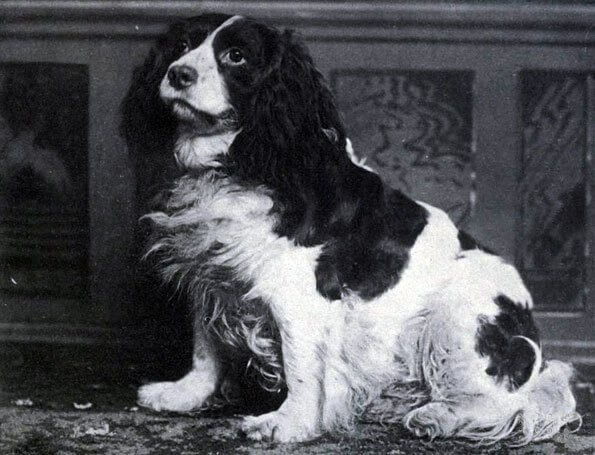 Norfolk Spaniel - Extinct Dog Breeds