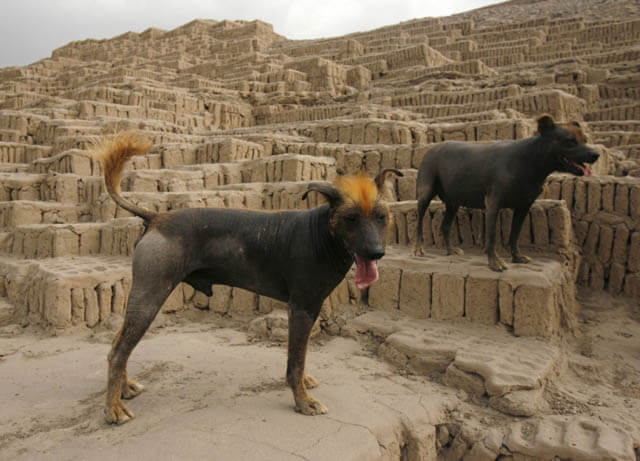 DOG WITH TAIL ON HEAD, FOREHEAD