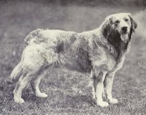 Russian Tracker Dog - Extinct Dog Breeds