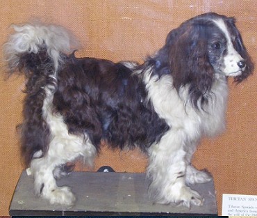 Toy Trawler Spaniel - Extinct Dog Breeds