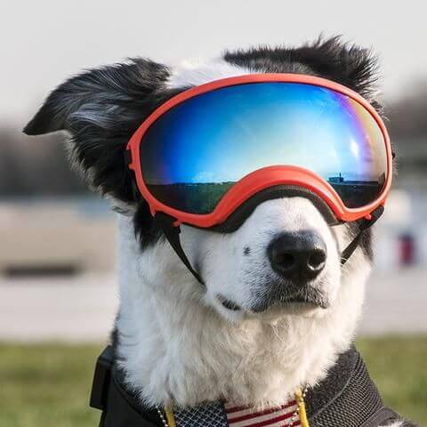 SunGlasses For Dogs