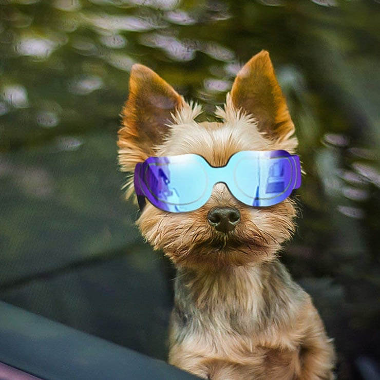 BEST SUNGLASSES FOR DOGS
