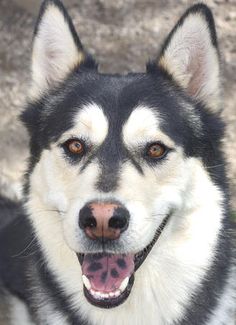 41 Dog Breeds with Spotted Tongue