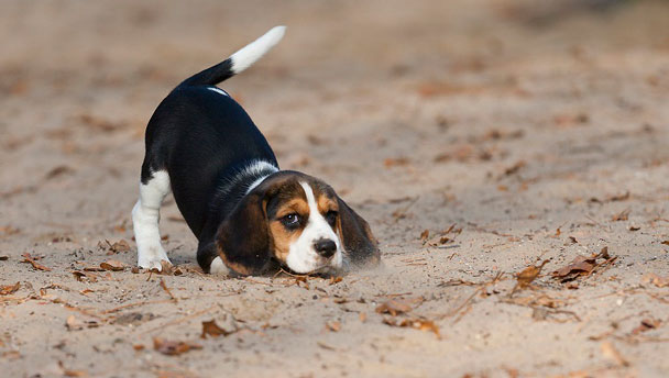 Dog and Puppy tail types