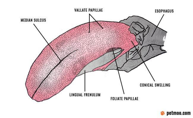 DOG TONGUE