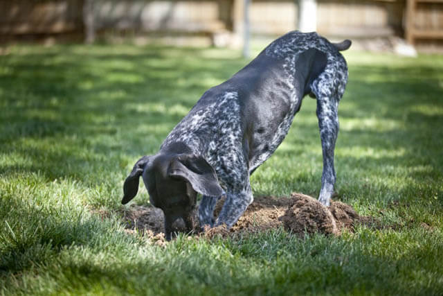 Dog vs Human Psychology