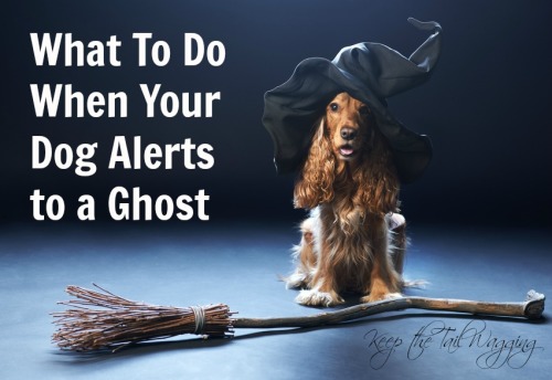 DOG and GHOST, MYTHS, STORIES