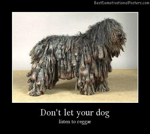 Dog demotivators and graphics