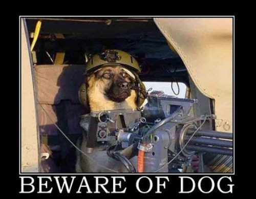 Dog demotivators and graphics