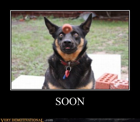 Dog demotivators and graphics