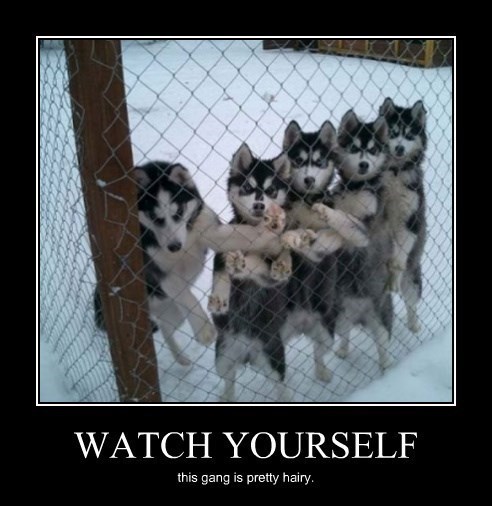 Dog demotivators and graphics