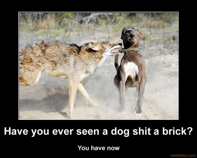 Dog demotivators and graphics