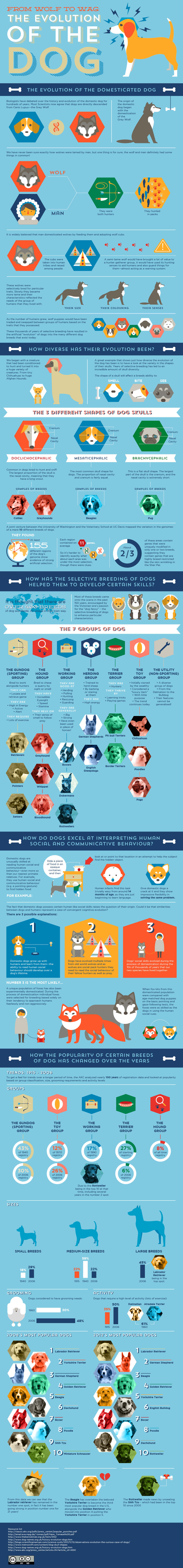 dog and puppy infograms, infographics