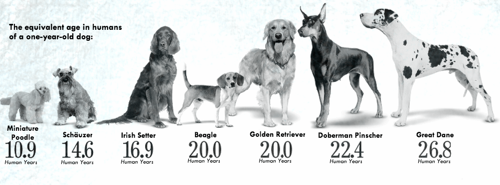 Dog Age Calculator