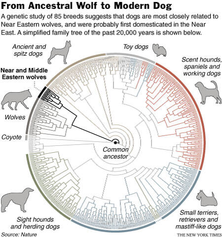 Dog Ancestors