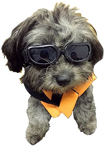 BEST SUNGLASSES FOR DOGS