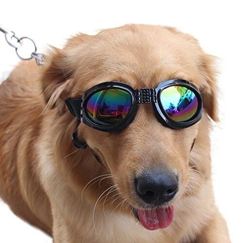 BEST SUNGLASSES FOR DOGS