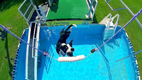 Dog Pools, Underwater Dogs and Puppies