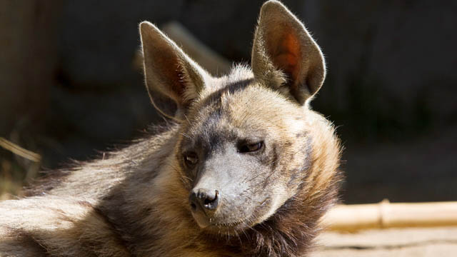 HYENA WILD DOGS FACTS, INFORMATION