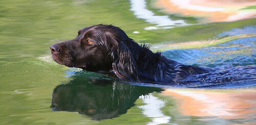 Dog Pools, Underwater Dogs and Puppies