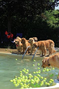 dog pools