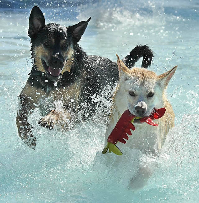 Dog and Puppy in Pools