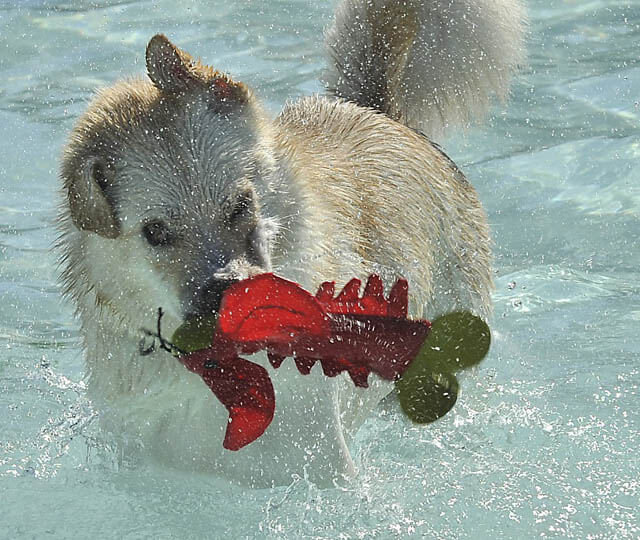 Dog and Puppy in Pools