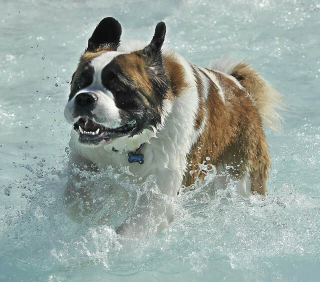 Dog and Puppy in Pools