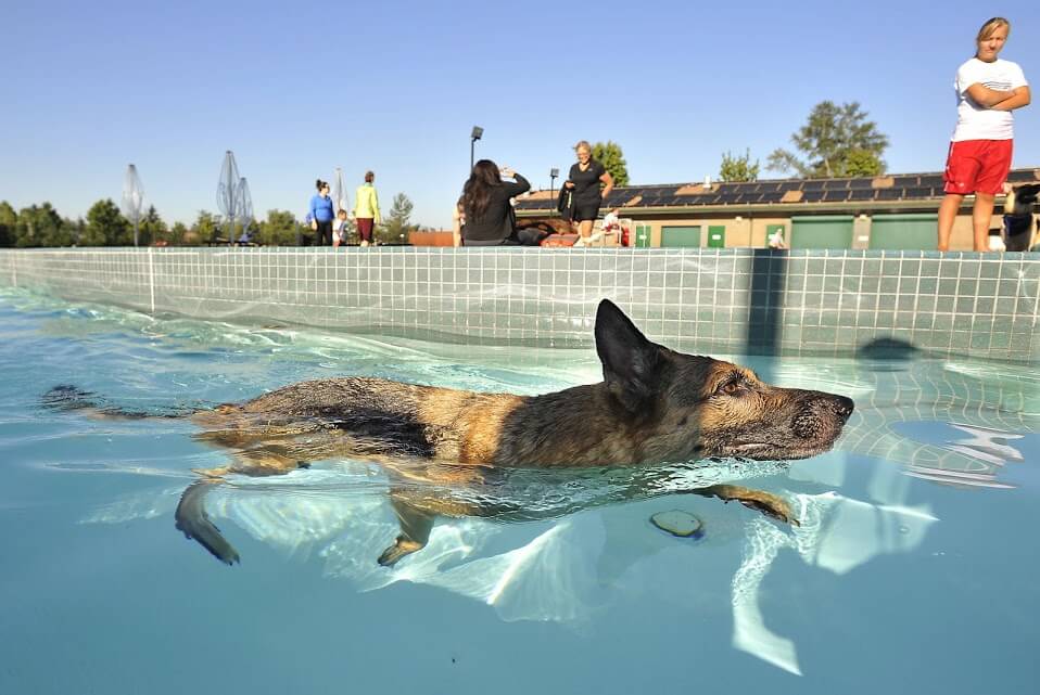 Dog and Puppy in Pools