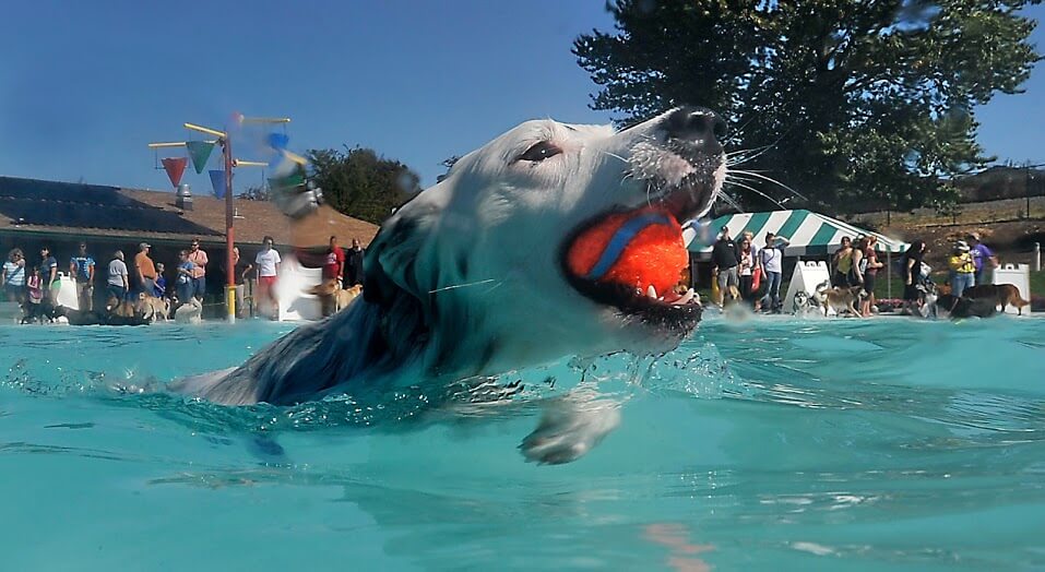 Dog and Puppy in Pools