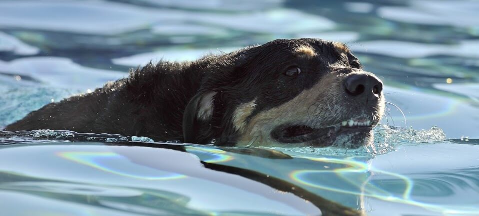 Dog and Puppy in Pools