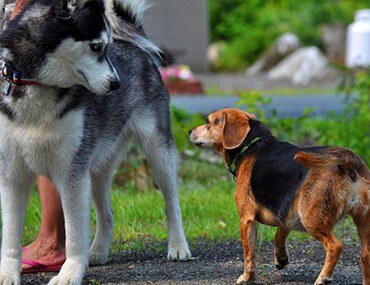 HOW TO SOCIALIZE YOUR DOG WITH OTHER DOGS