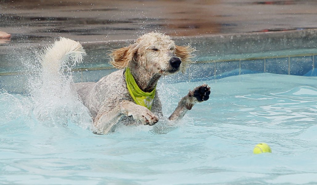 Dog Pools, Underwater Dogs and Puppies