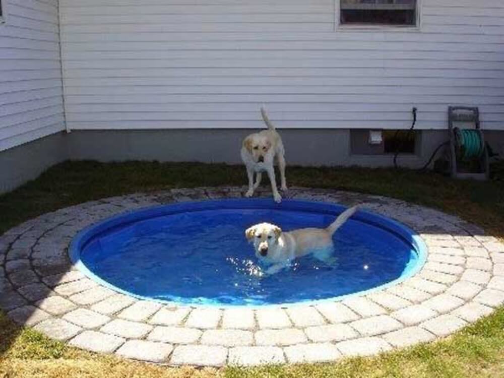 Dog Pools, Underwater Dogs and Puppies