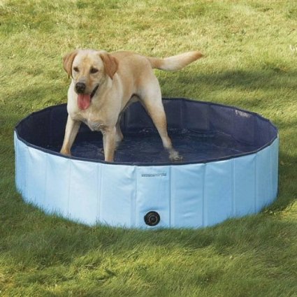 Dog Pools, Underwater Dogs and Puppies