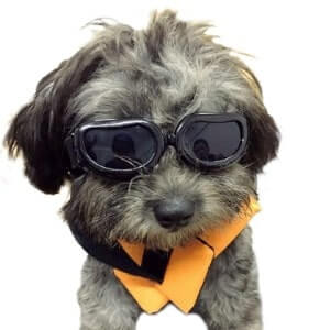 BEST SUNGLASSES FOR DOGS