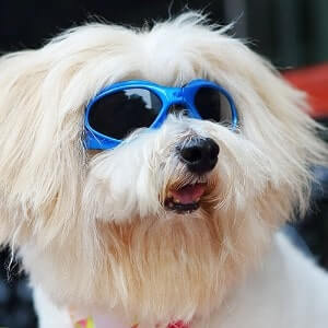 BEST SUNGLASSES FOR DOGS
