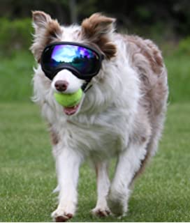 BEST SUNGLASSES FOR DOGS