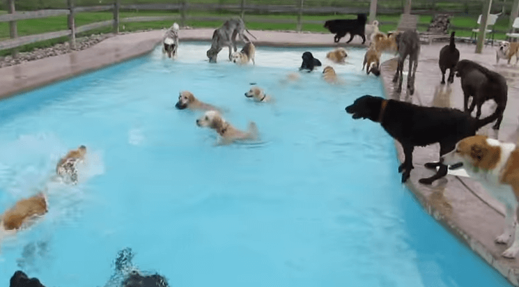 Dog Pools, Underwater Dogs and Puppies