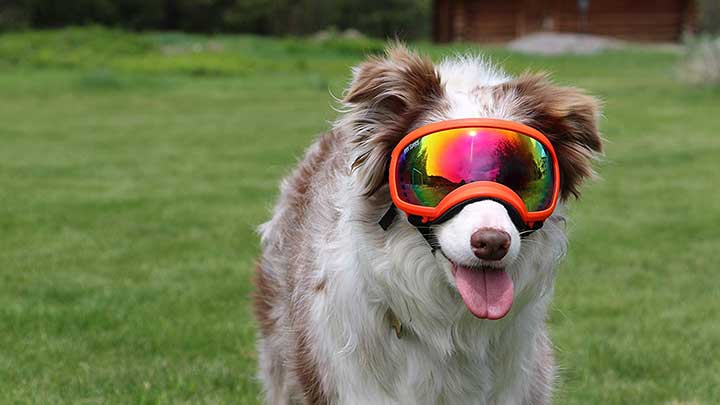 This image courtesy of WWW.OUTDOORDOGWORLD.COM