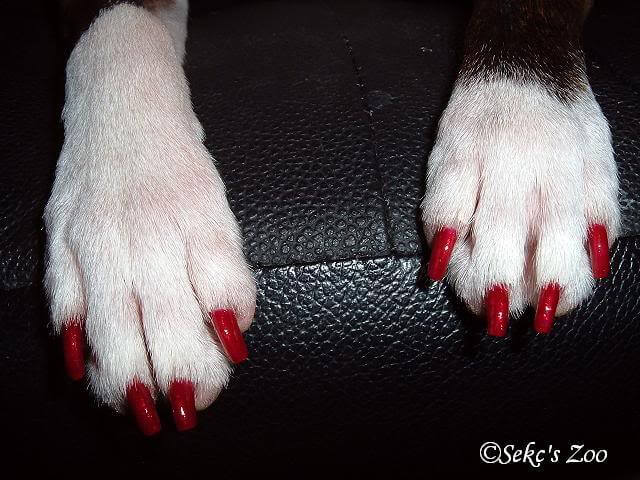 Dog Nails, Claws, Trimming and Clipping