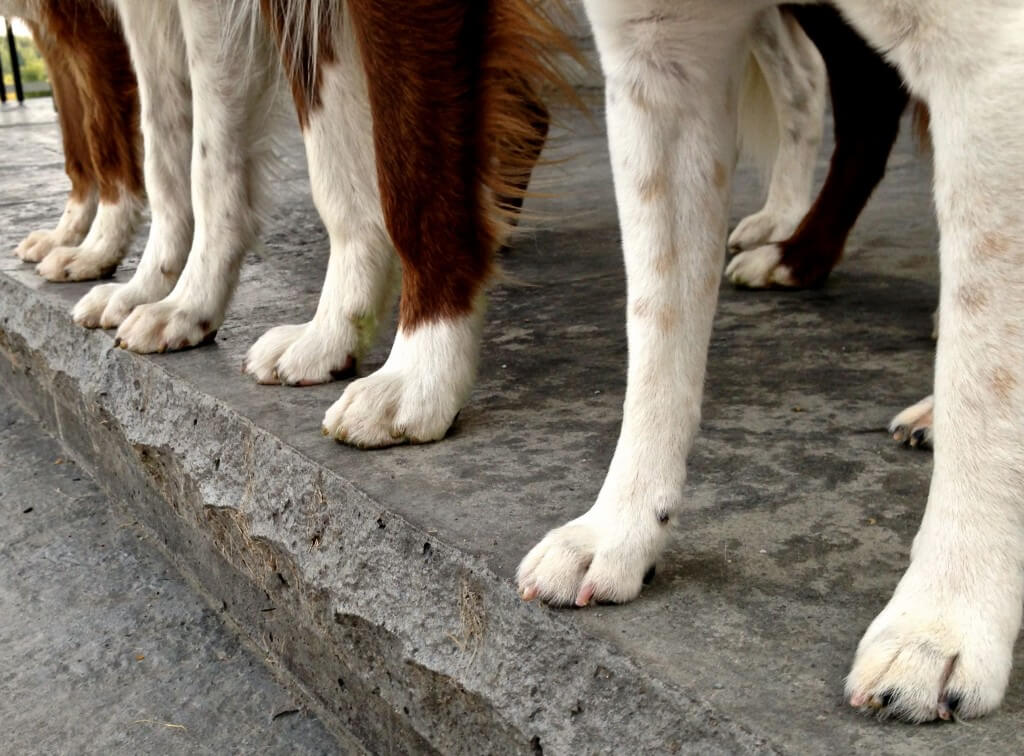 Dog Nails, Claws, Trimming and Clipping