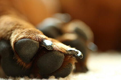 Dog Nails, Claws, Trimming and Clipping