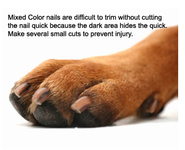 Dog Nails, Claws, Trimming and Clipping