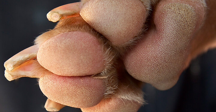 Dog Nails, Claws, Trimming and Clipping