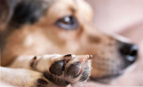 Dog Nails, Claws, Trimming and Clipping